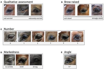 Sex and Age Don't Matter, but Breed Type Does—Factors Influencing Eye Wrinkle Expression in Horses